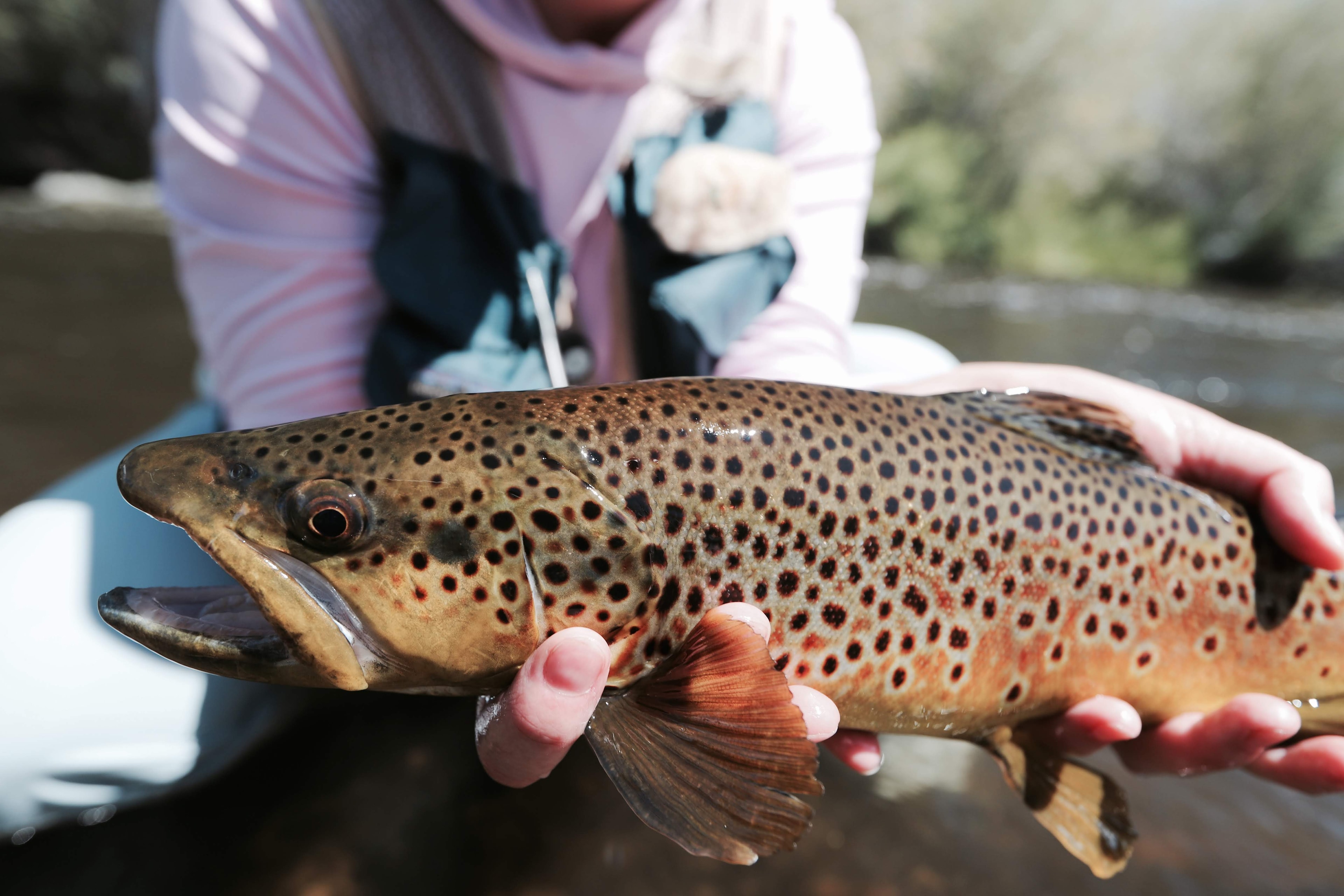 Angler holding brown trout at the waterline
