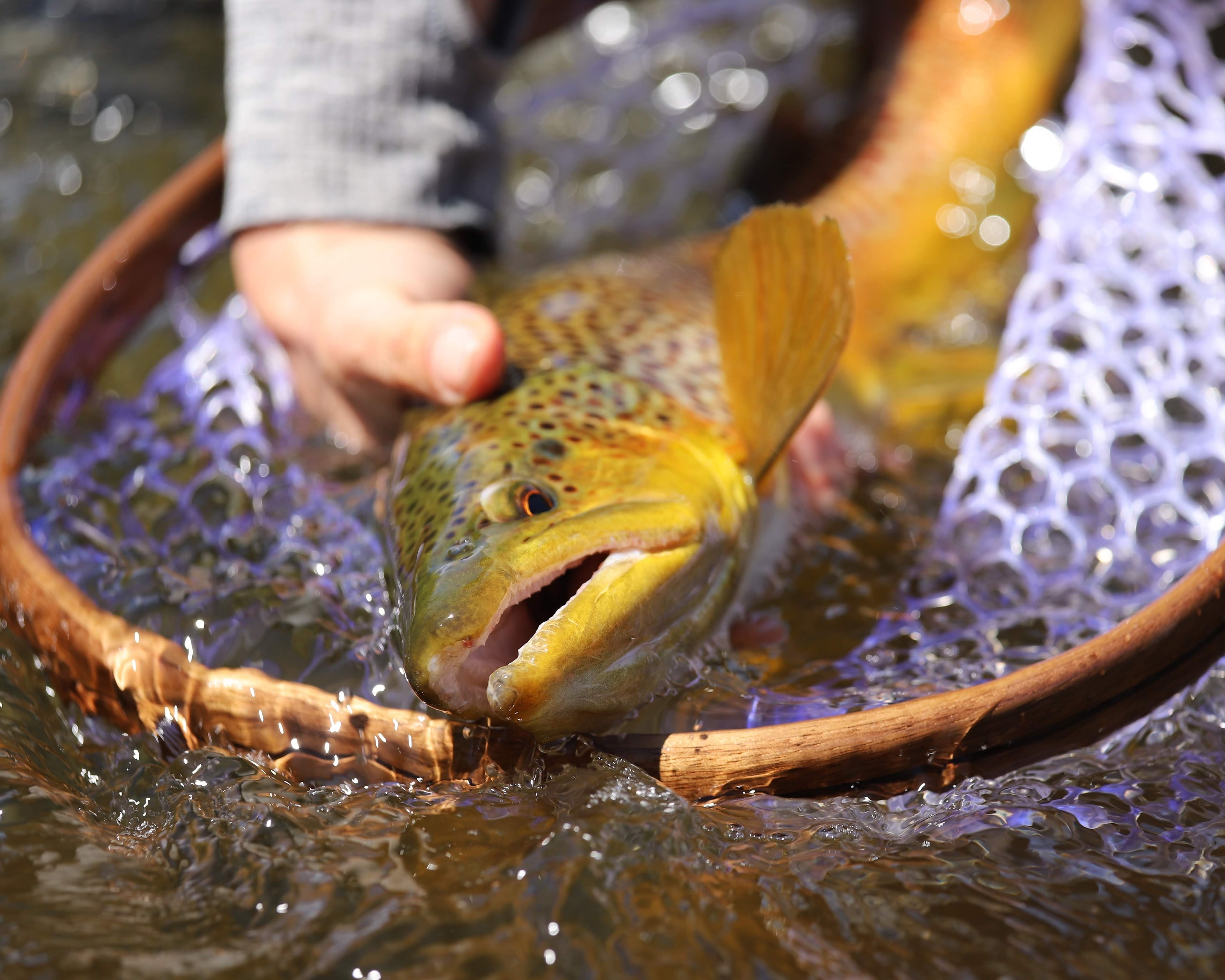 Close-up of a brown trout being released from a net into the river