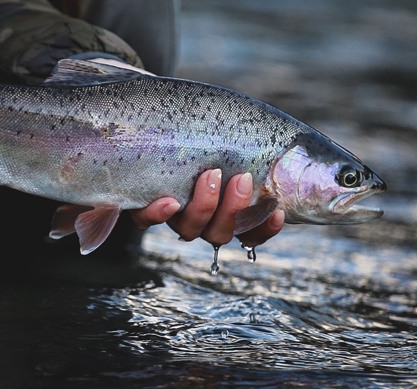 Rainbow trout close-up dripping in a woman's hands over the water
