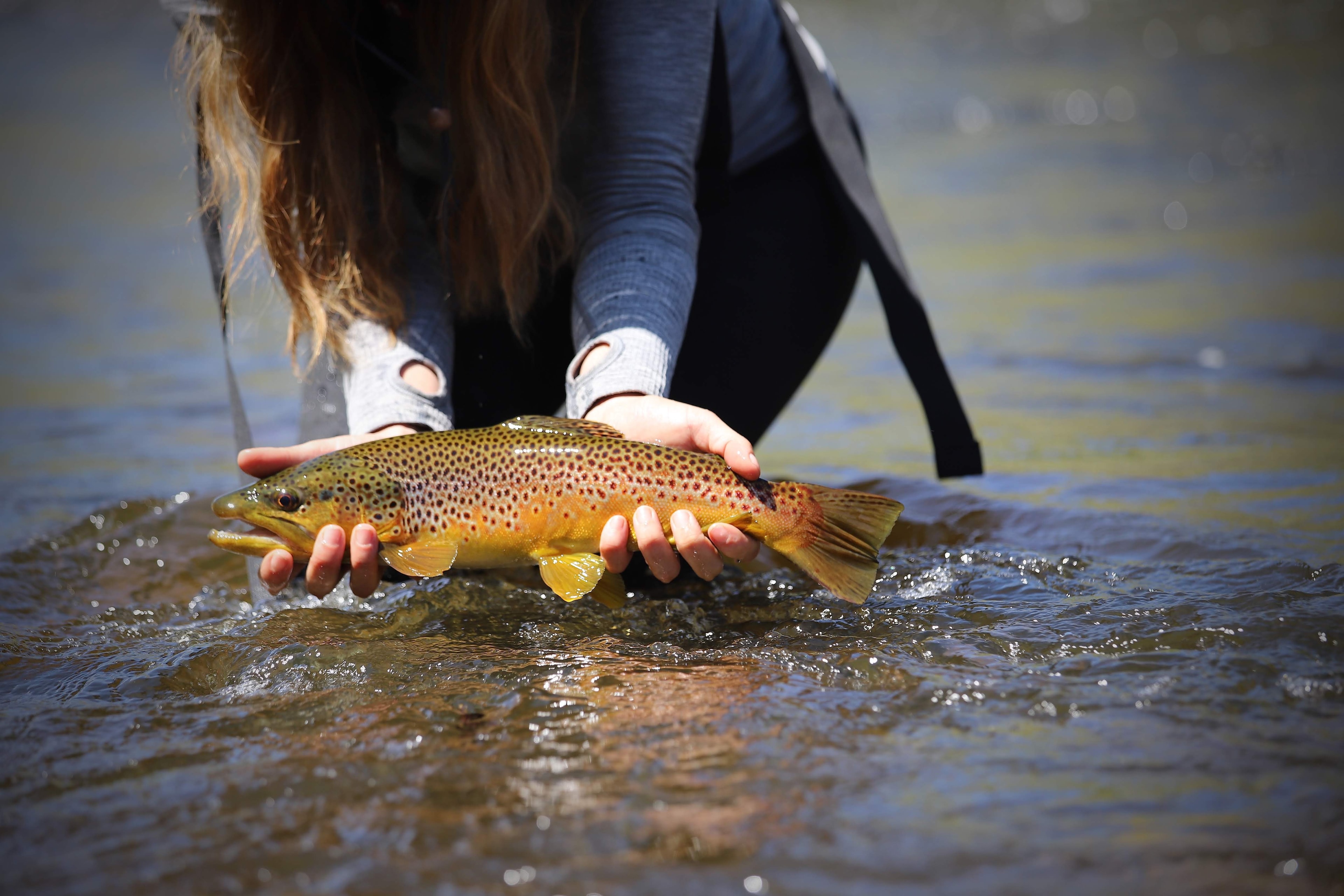 Angler cradling a perfect brown trout low in the current, golden flanks and vivid red spots