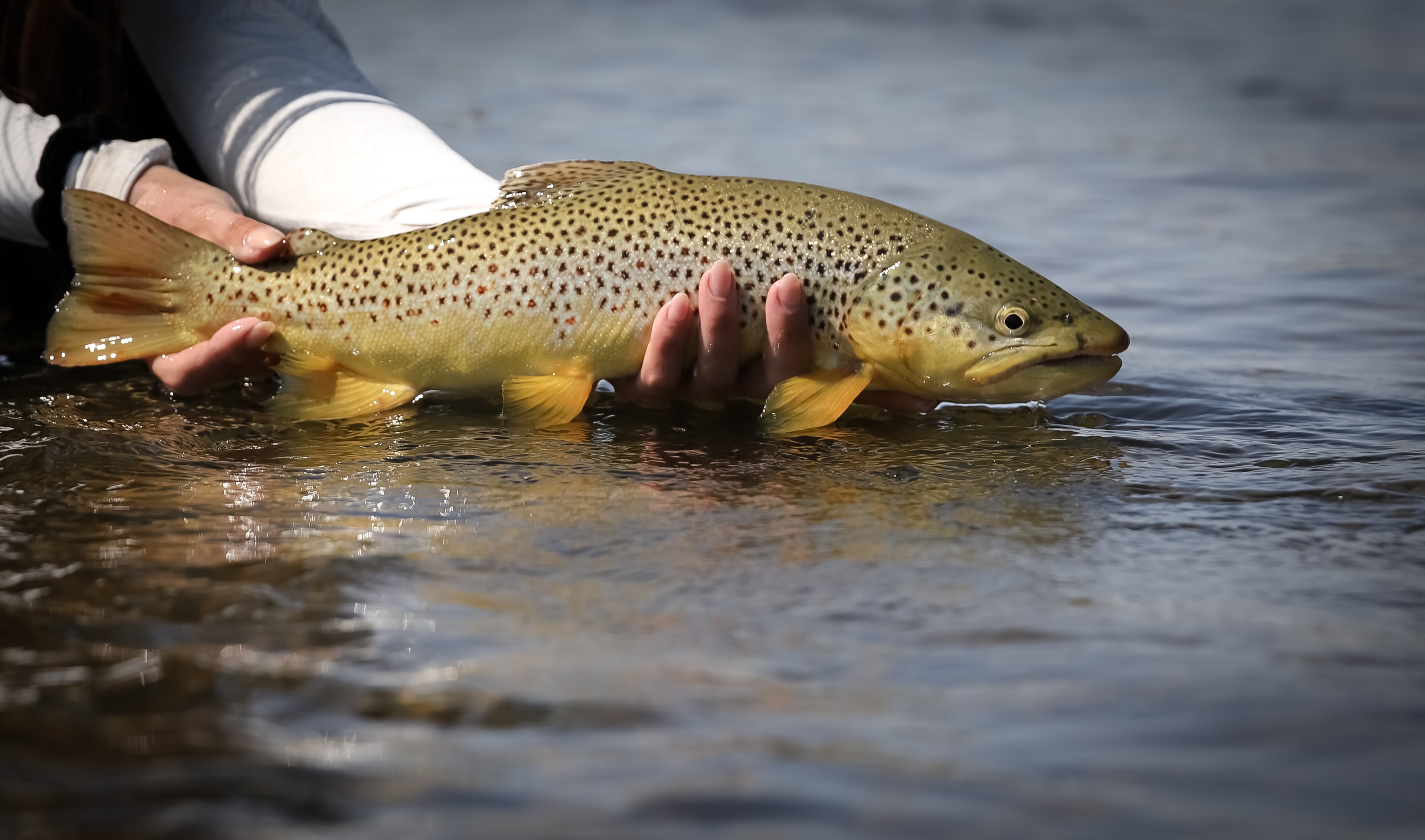 Telephoto close-up of a brown trout held low over the East Walker River just before release