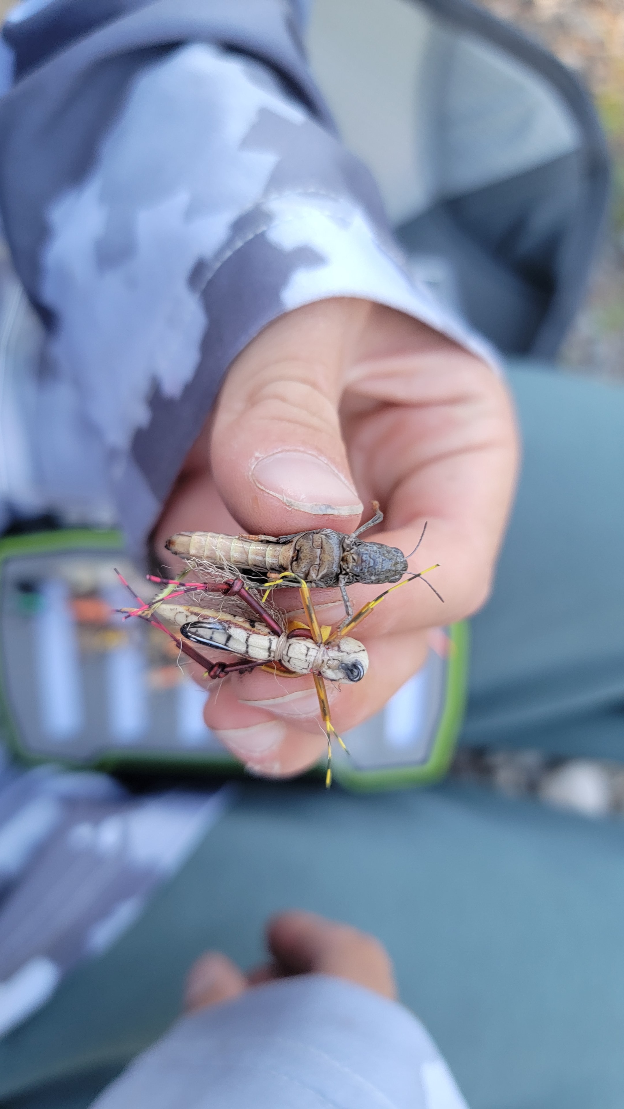 Real grasshopper next to the hopper fly imitation — the match-the-hatch moment on the East Walker