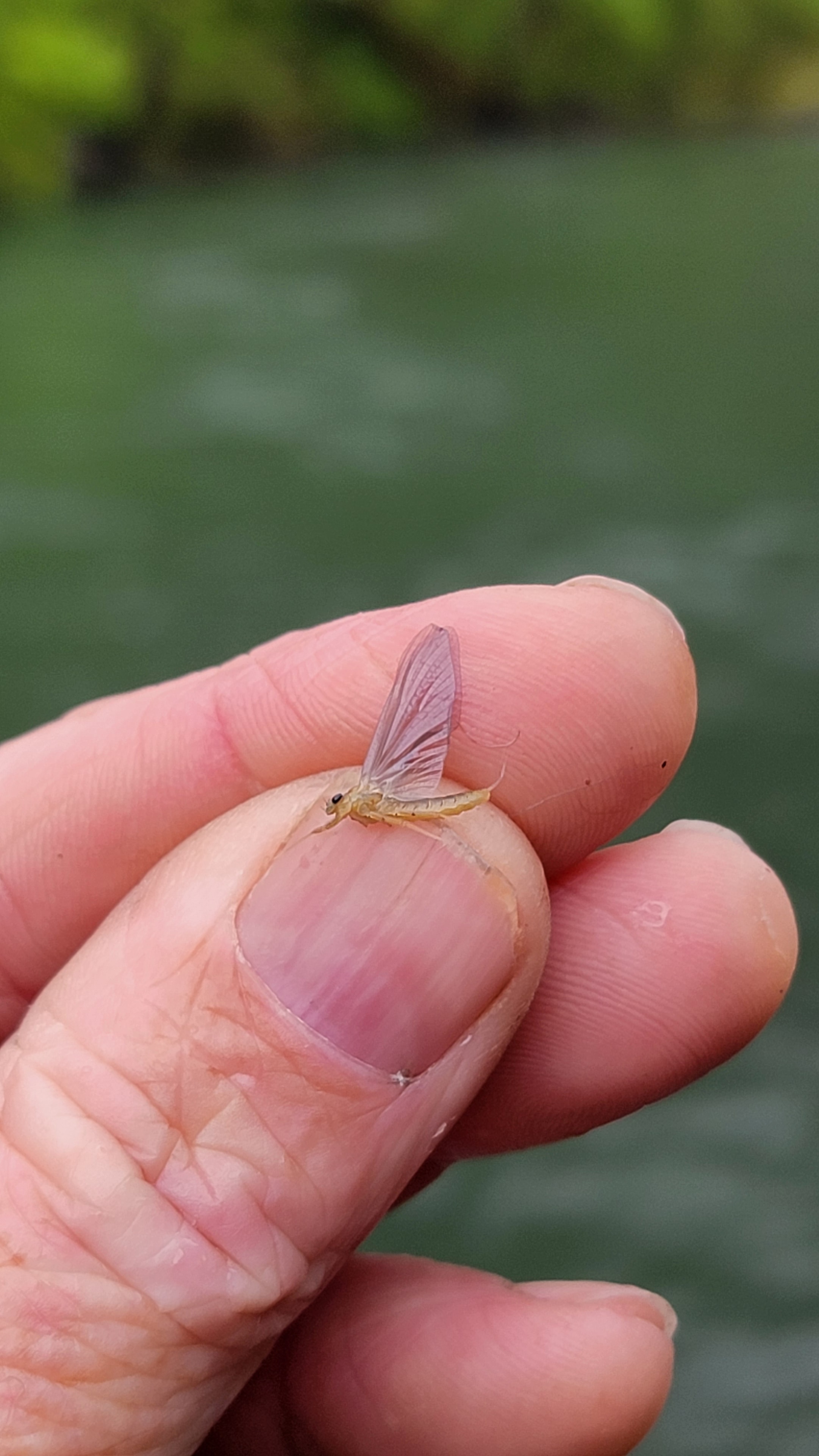 PMD mayfly resting in a guide's hand — the technical knowledge that makes the difference